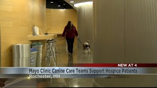 Mayo Clinic's Caring Canine volunteer program in need of applicants