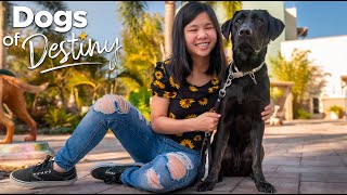 'Faithful Soldier' | Dogs of Destiny