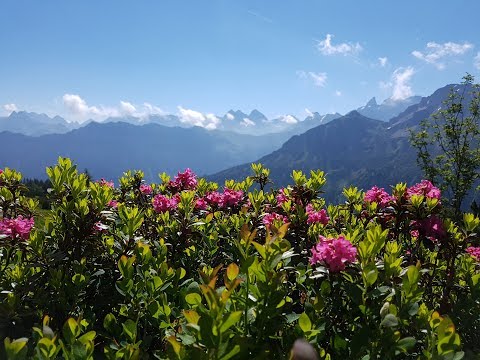 Fellhorngebiet mit Alpenrosenblüte