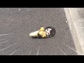 Baby subaru duck flipped over  animal hololive