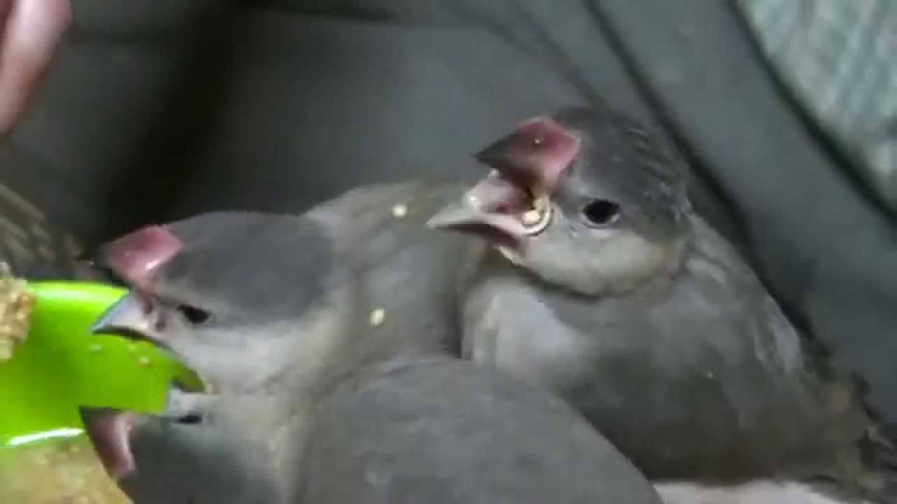 ダークシルバー文鳥仲間入り Youtube