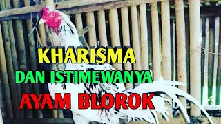 Cara memilih ayam