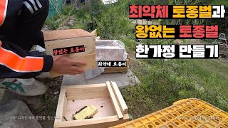 여왕벌 없어진 토종벌, 양봉장 최약체 토종이한테 합체시키기