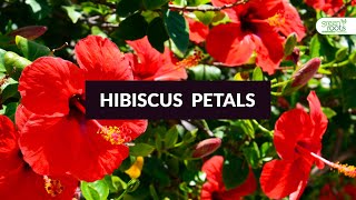 Hibiscus Petals benefits & how to use  | Green Roots | Miracle & Herbs