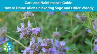 How to Prune Woody Sages | CA Native Garden Care Series