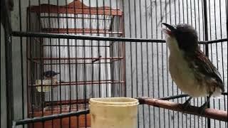 CENDET / TOED MATAHARI GACOR COCOK UNTUK PANCINGAN