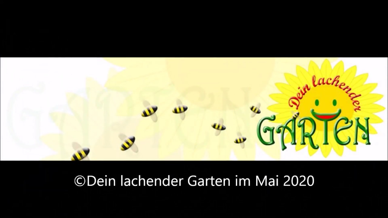 Naturliche Schadlingsbekampfung Im Garten Durch Nutzlinge Teil I Der Marienkafer Youtube