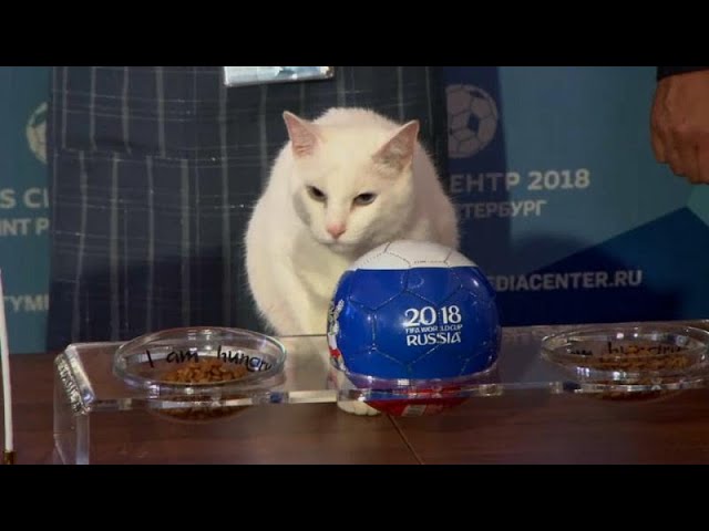 El gato Aquiles apuesta Rusia el Mundial - YouTube