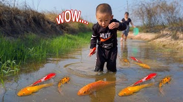 Em ổi tìm bắt cá vàng tinh nghịch hài hước ở cái ao bỏ hoang #cávàng #tìmbắtcávàng #bắtcávàng