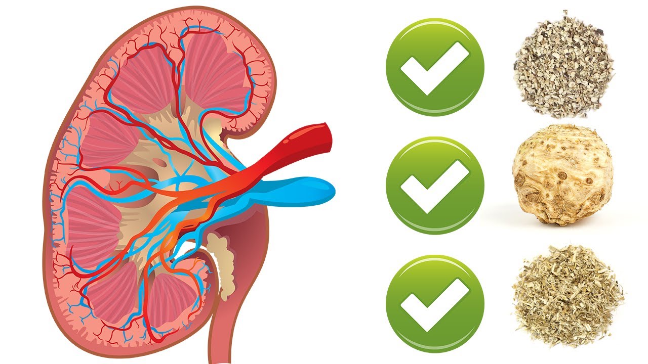 7 Herbs Best For Kidney Cleansing YouTube