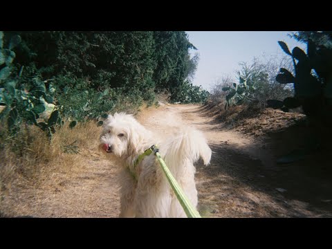 Bamssi Mourad (Ben Amor, 2024)