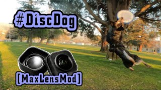 #BlueHeeler #DiscDog session using #GoPro Max Lens Mod