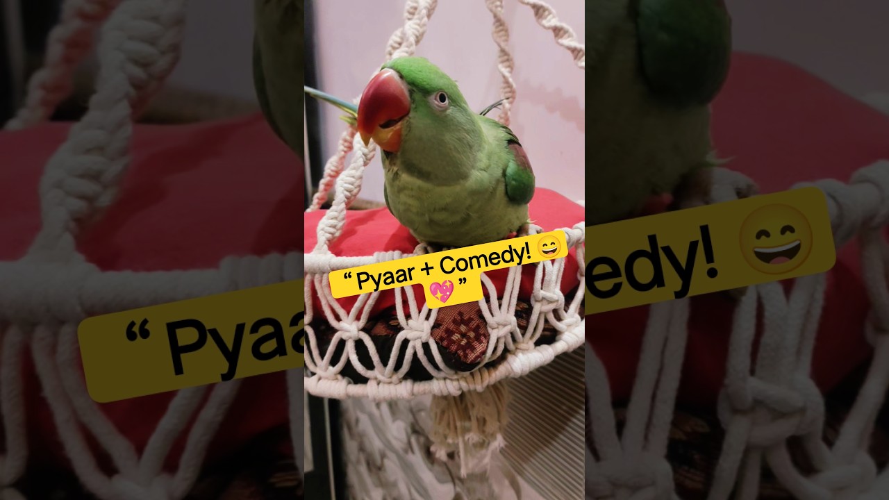 “Pyaar Kam, Comedy Zyada! 😂❤️” payalyaduvanshivlogs | 