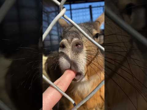 Video: Perawatan Hewan Peliharaan Eksotis: Bobcats as Pets