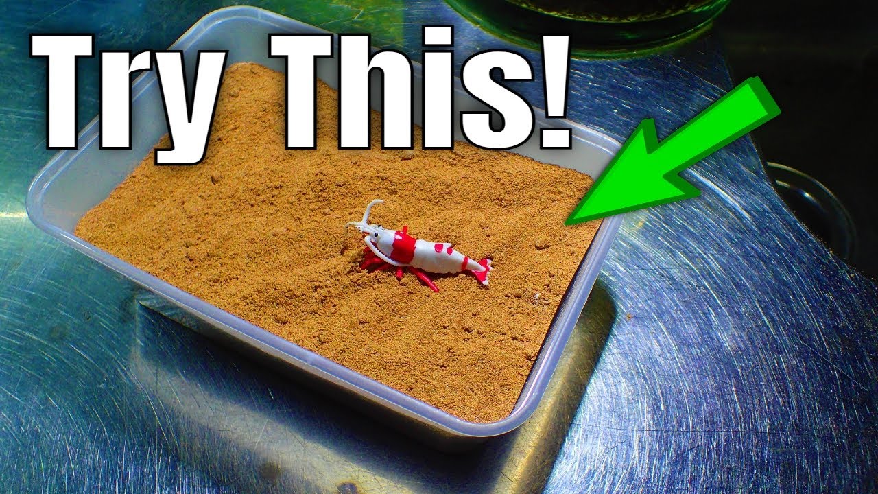 Как вырастить биопленку в аквариуме с креветками с помощью порошкообразных хлопьев