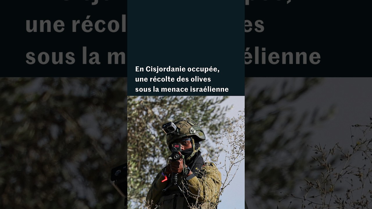 Récolte des olives sous tension en Cisjordanie