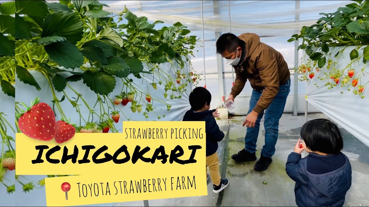 Strawberry Picking in Japan 2022 YouTube