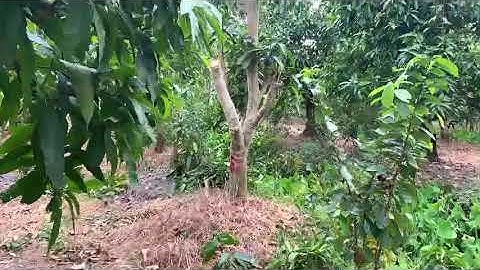 Giao lưu xoài cát Hòa Lộc. Liên hệ Zalo #0988166558