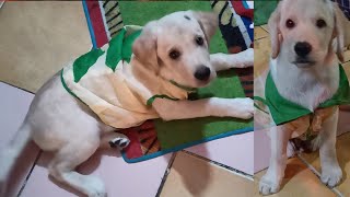 How to sew Easy Dog Shirt , with free pattern/ suitable for small dogs
