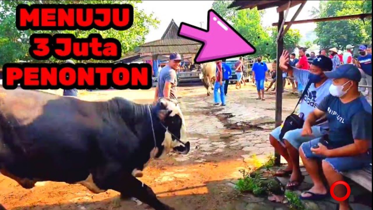 🔥🔥🔥SAPI NGAMUK DILUAR NALAR ‼️DIPASAR PRAMBANAN🔥🔥🔥