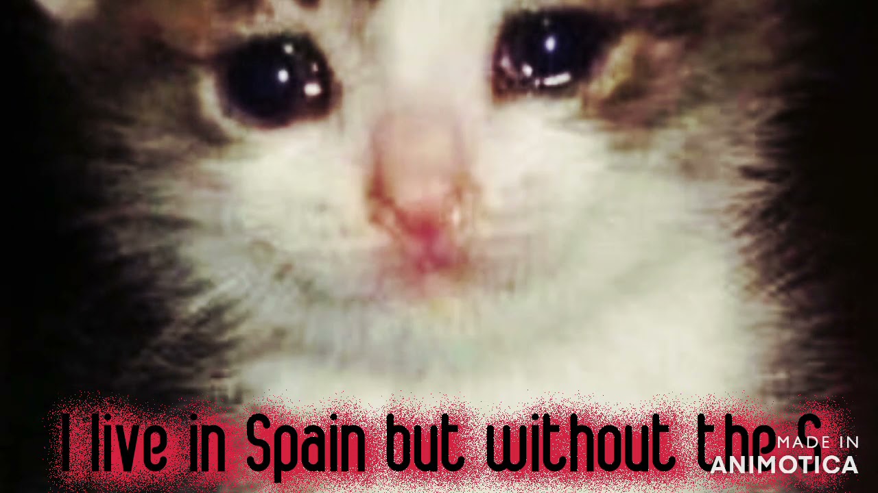 SAD CAT 