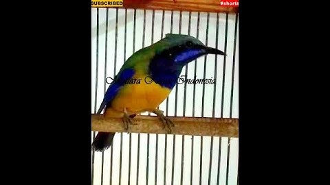#shorts ~ Cucak Cungkok Istimewa ~ Tembakan Istimewa - Masteran Murai - Orange Bellied leafbird