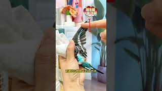 "OMG My Parrot Said WHAT?!😱😂""YouWon't Believe This Cute Parrot's Reaction!🐦💛""My Parrot's Funn