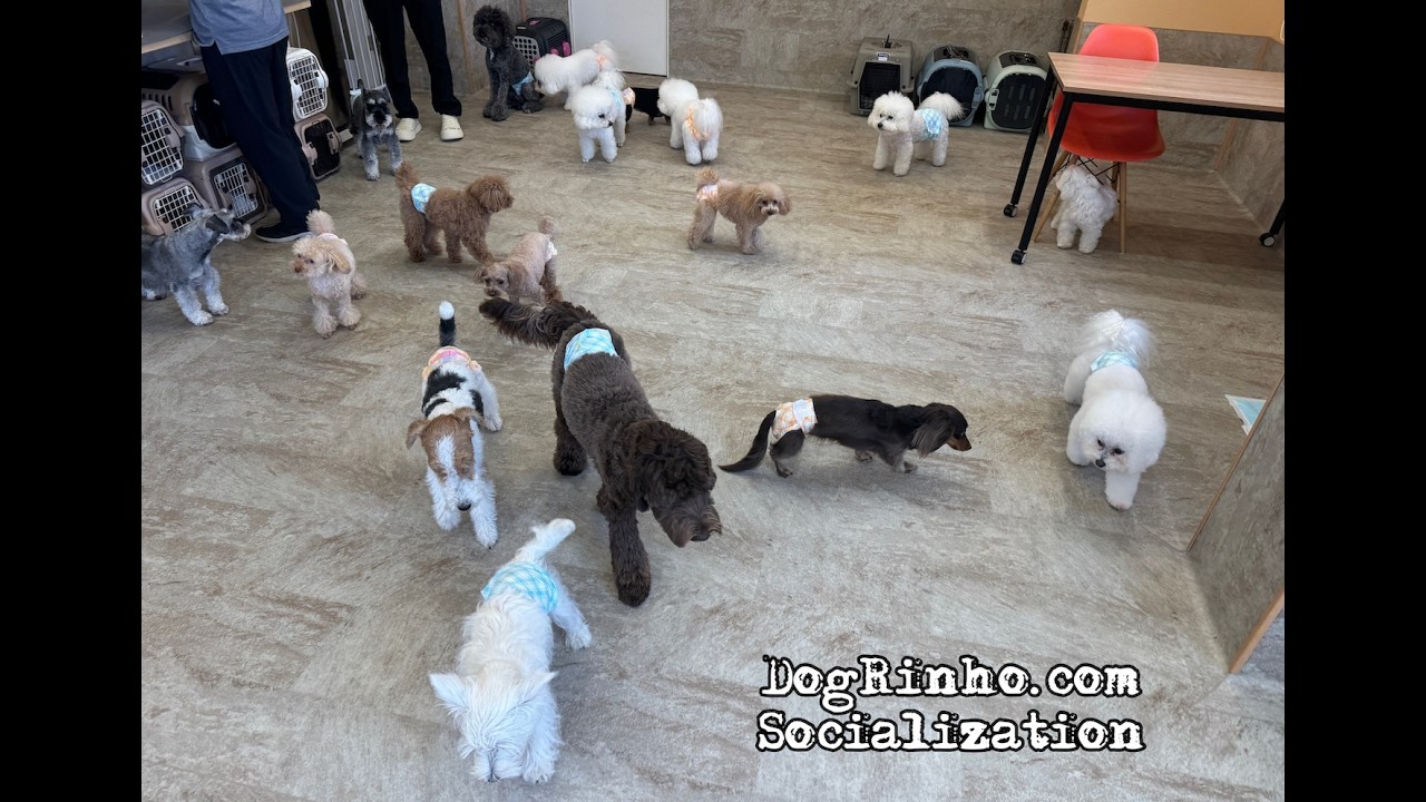 Dog daycare in Japan DogRinho 犬の保育園 20260522 - YouTube