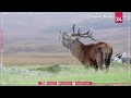 Scottish red deer evolving due to climate change