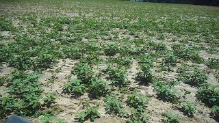 Spraying Beans to kill water hemp pig weed palmer amaranth yea that stuff