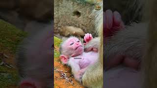 So Adorable  Sama Is Looking Healthy And Strong A Beautiful Baby Monkey Of Sakani monkey animals