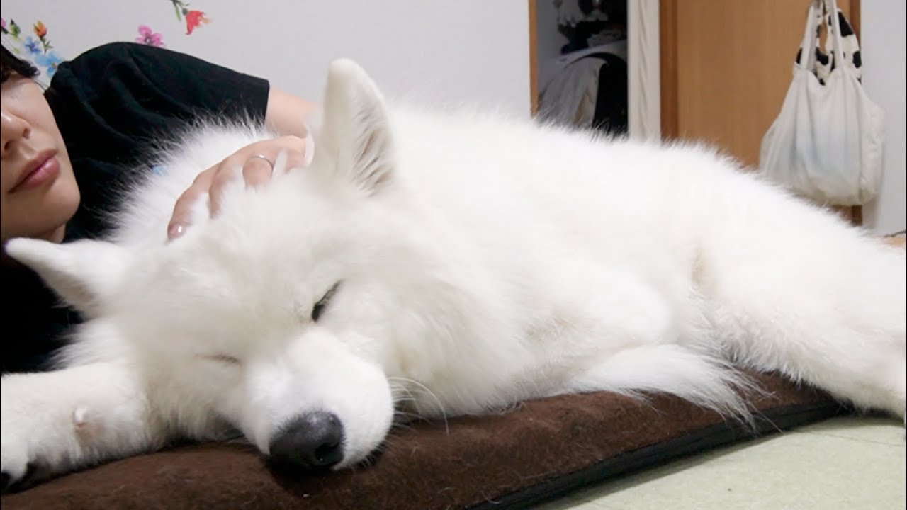 おやつを食べて満足するとママの隣で幸せそうにお昼寝をする犬がかわいすぎました。