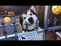 Unexpected Laugh With These Funny Dogs Best Funniest Dog Videos Of 2025 15 Unexpected Laugh With These Funny Dogs Best Funniest Dog Videos Of 2025 15