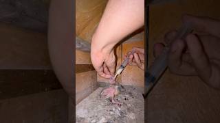 Ręczne karmienie młodego gołębia zamojskiego#handfeeding#pigeon#gołębie#ptaki#pomoc#kabootar#pasja
