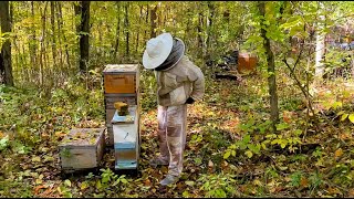 Can A 5 Frame Nuc Make It Through The Winter?! Beekeeping 101 #beekeeping
