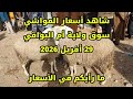 أسعار المواشي اليوم في سوق أم البواقي 29 أفريل 2026 ما رأيكم في الأسعار