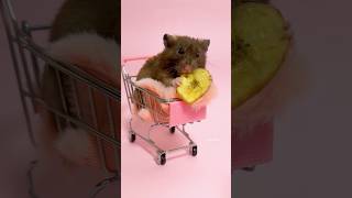 Cute Syrian Teddy Bear Hamster 🐹 #hamsters #pets