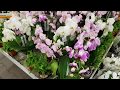 Обзор орхидей в ОБИ Мега Белая Дача 12.09.2018