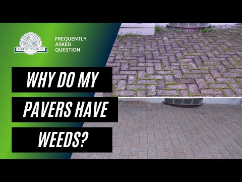 Why Do My Pavers Have Weeds? - Question of the Week