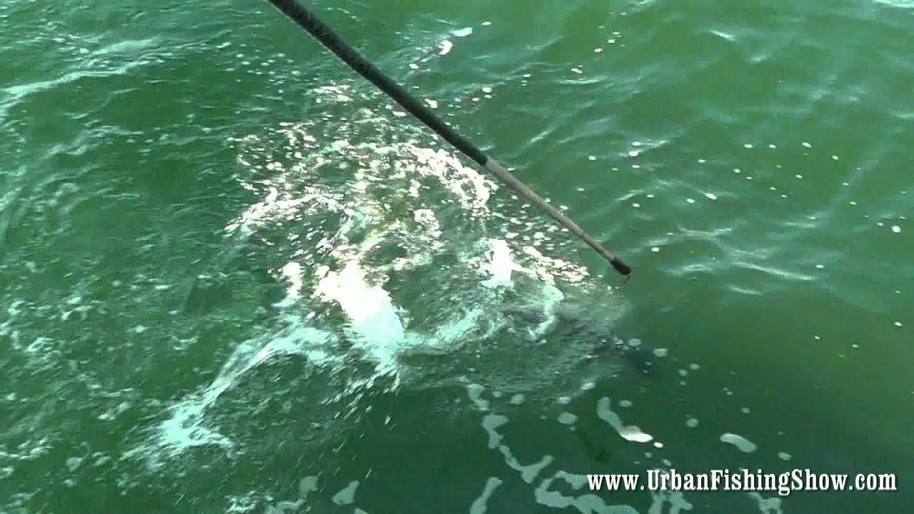 Brooklyn VI  Fishing Frenzy of Bluefish and Stripers Season 2 Episode 4 Urban Fishing Show
