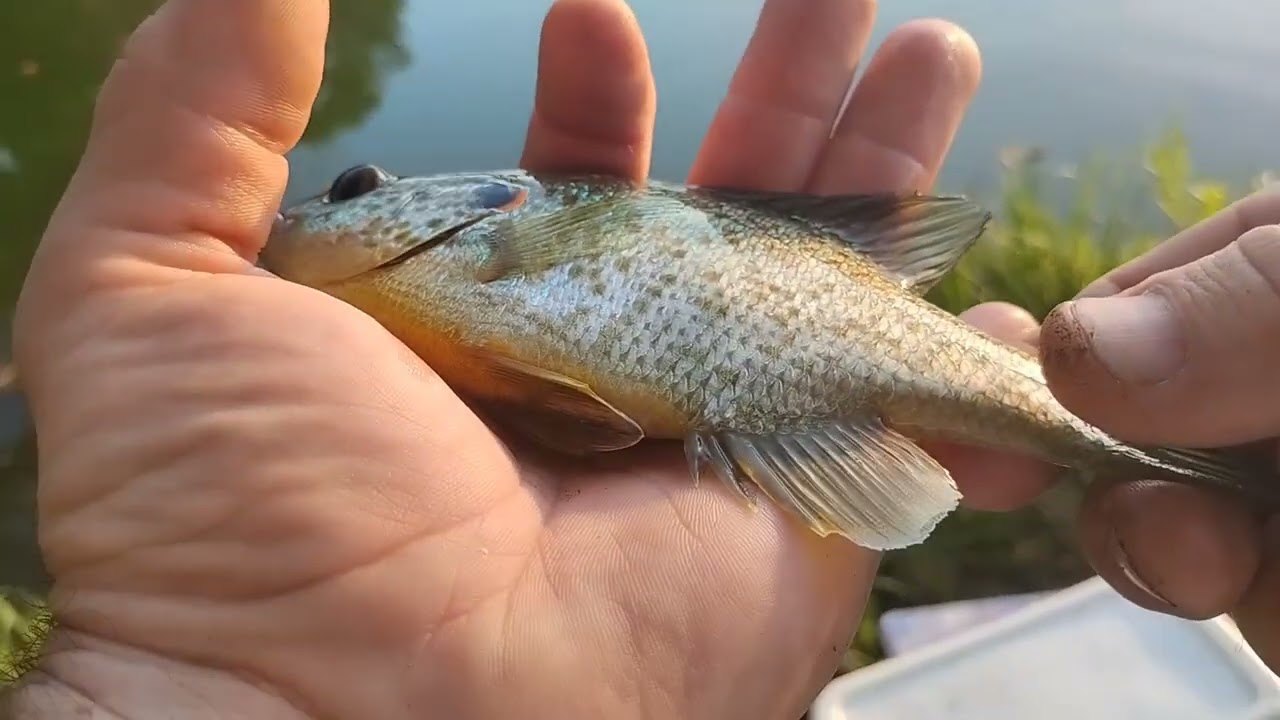 Bluegill and Bass Fishing at 2 Rivers Lake 8/21/26
