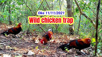 Bẫy Gà Rừng Miền Bắc | Wild chicken trap | Hoàng Thắng