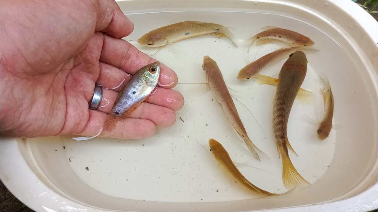 Fish videos, real fish, sepat fish, gourami fish, betok fish, turtles, Raft Toys YouTube