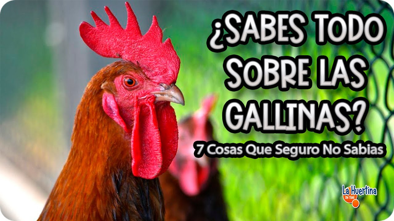 7 Cosas Que SEGURO no Sabias Sobre Las GALLINAS Y HUEVOS - ¿Sabes TODO  Sobre Las Gallinas? - YouTube