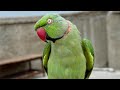 Parrot Talking Green Parrot Talking Parrot Sound вќ пёЏрџ њ Parrot Talking Green Parrot Talking Parrot Sound вќ пёЏрџ њ