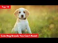 Top 10 Cute Dog Breeds You Can’t Resist