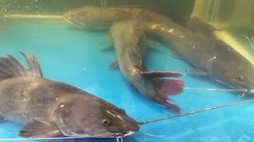 cá bống mú đỏ côn đảo