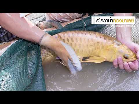 AF Arowana Farm : รู้จักสายพันธุ์ปลาอโรวาน่าก่อนเลี้ยง