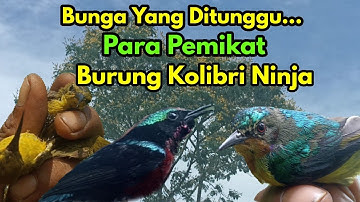 Memikat Kolibri Ninja Di Saat Musiman Kembang Bunga, luar biasa banyaknya burung Kolibri