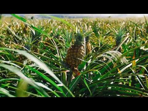 Video: Maui Gold Pineapple Tour katika Kapalua Resort